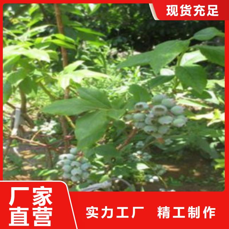 蓝莓苗【花椒苗】严选好货