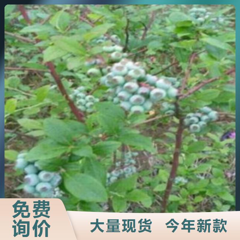 【蓝莓苗桃树苗细节严格凸显品质】