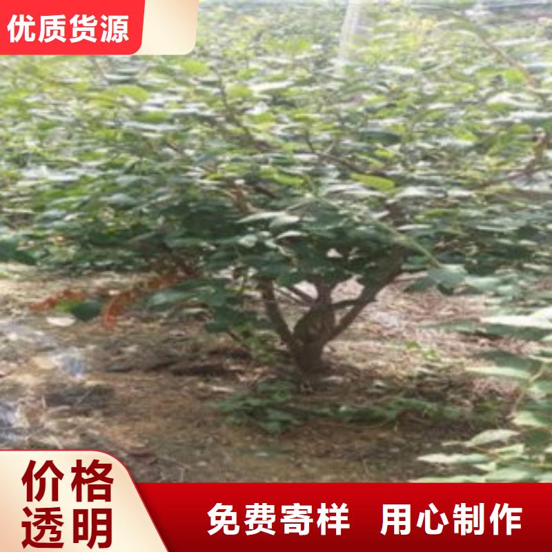 【蓝莓苗板栗苗产品参数】