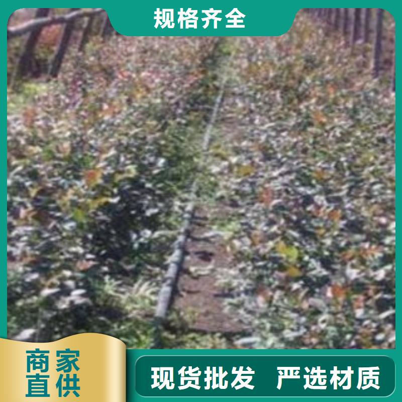 咨询(兴海)蓝莓苗桃树苗实力工厂