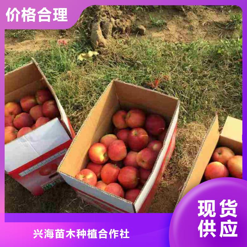 【苹果苗,李子苗供您所需】