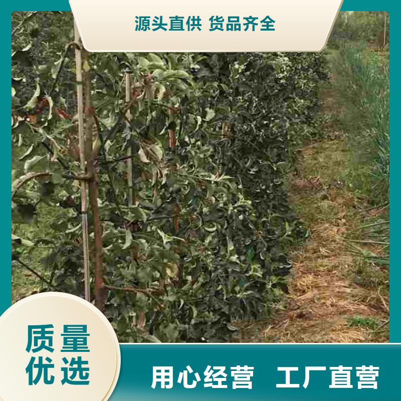 【苹果苗-梨树苗一站式采购方便省心】