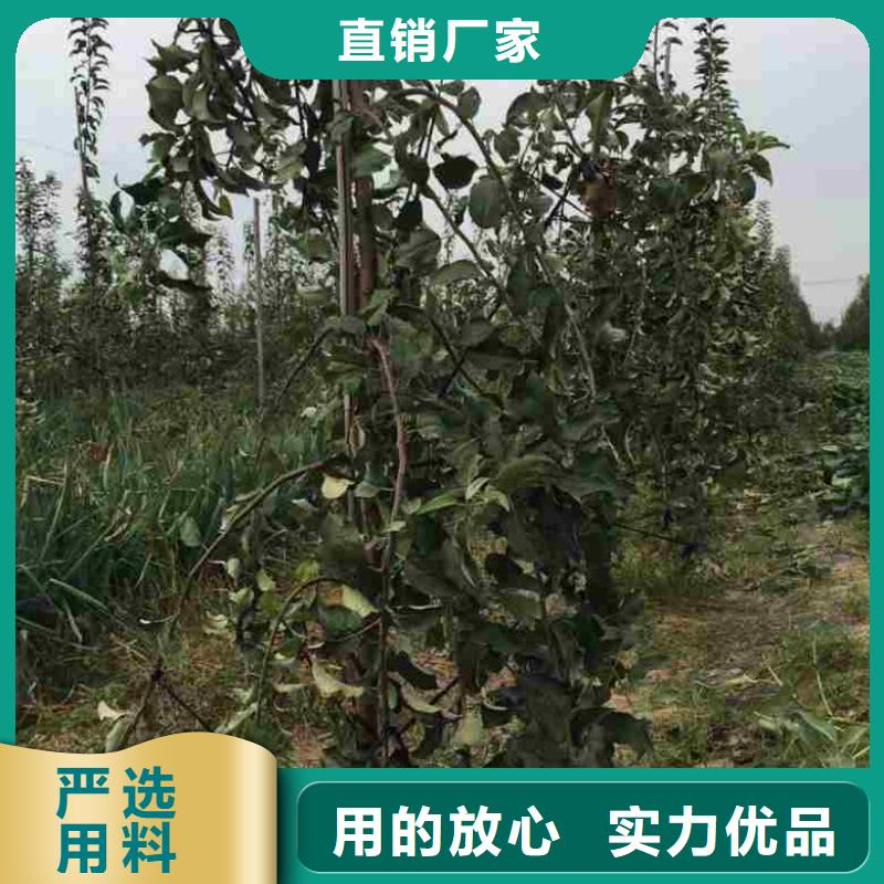 苹果苗-板栗苗用心做产品