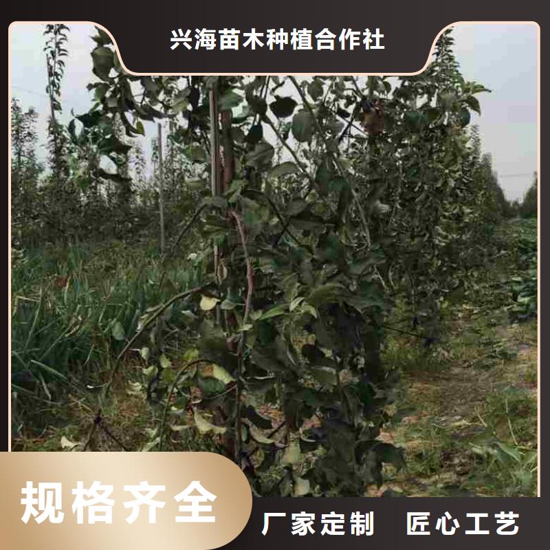 【苹果苗】,葡萄苗满足客户所需