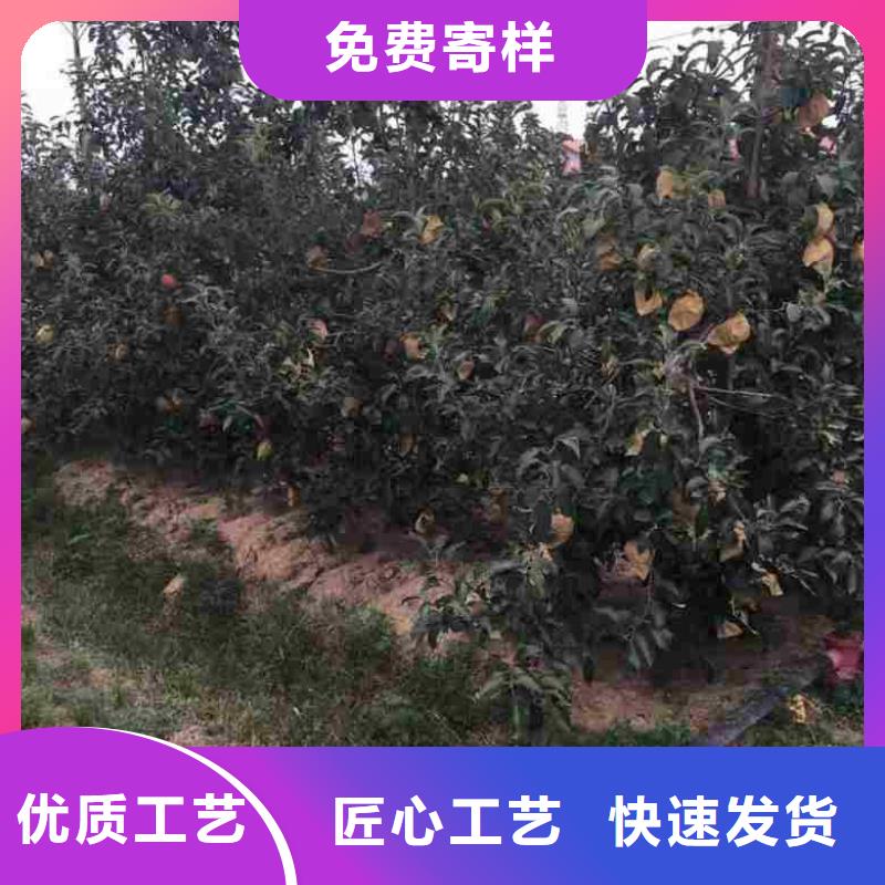 苹果苗,【板栗苗】支持大小批量采购