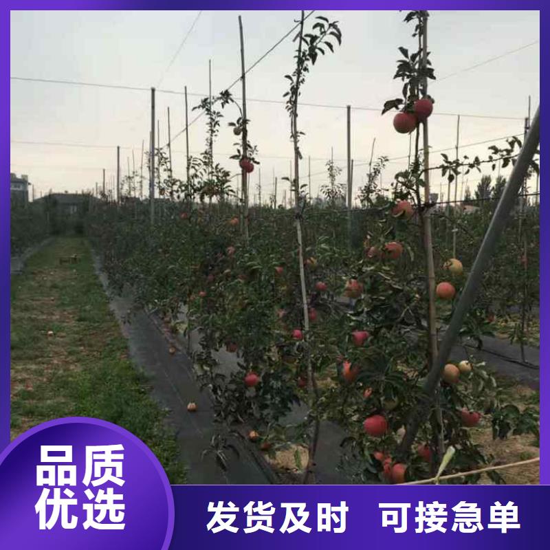 苹果苗品质优选