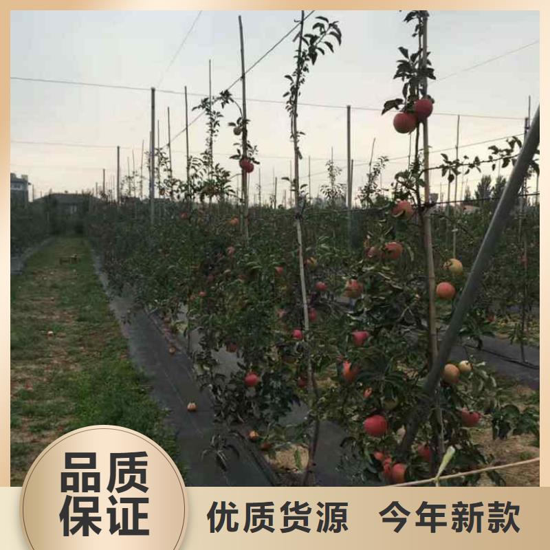 苹果苗-蓝莓苗一站式采购商家