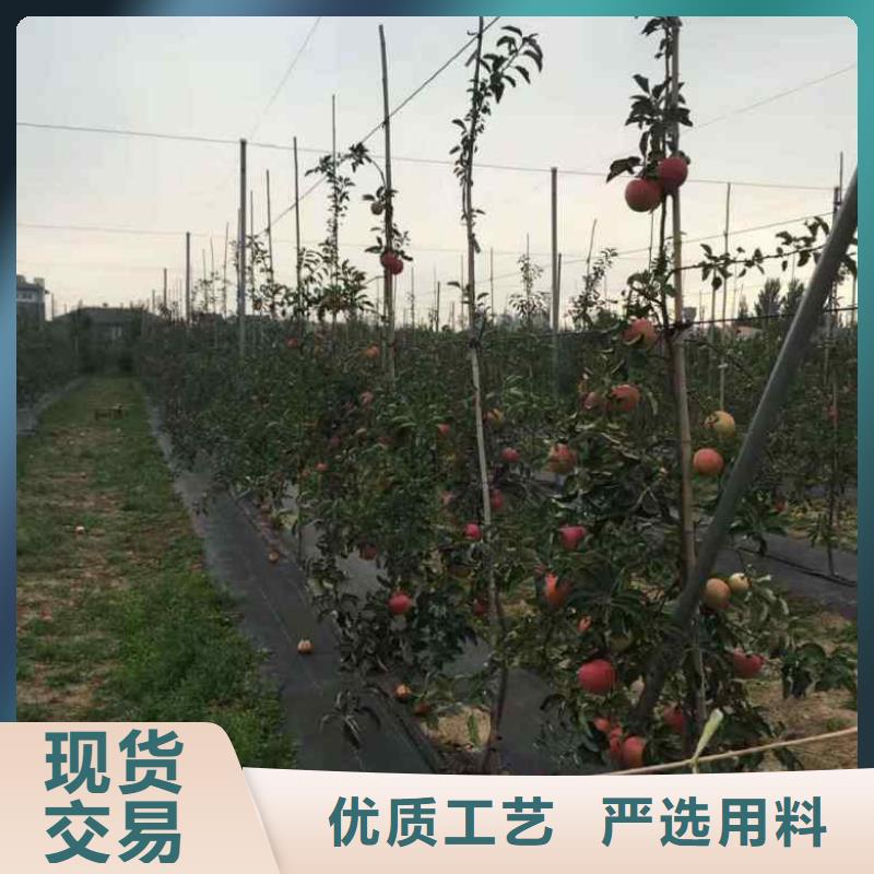 苹果苗核桃苗精品优选