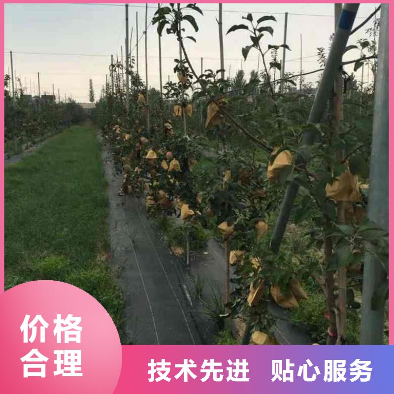 苹果苗梨树苗出货快