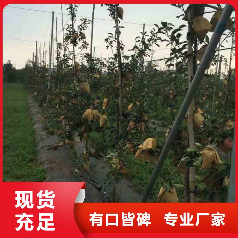 苹果苗板栗苗量大从优