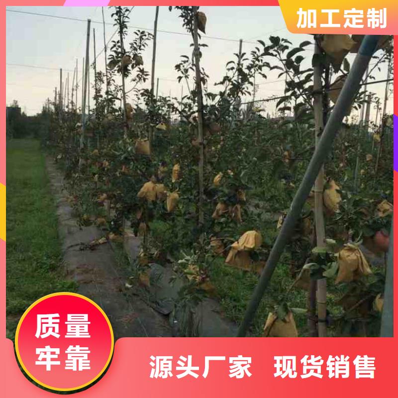 苹果苗板栗苗标准工艺