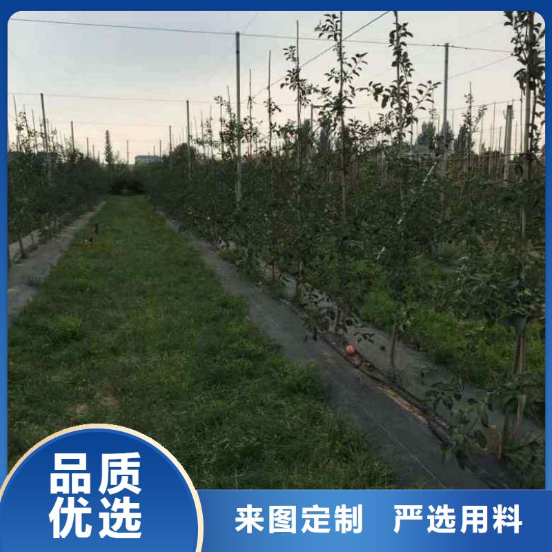 【苹果苗】,葡萄苗满足客户所需