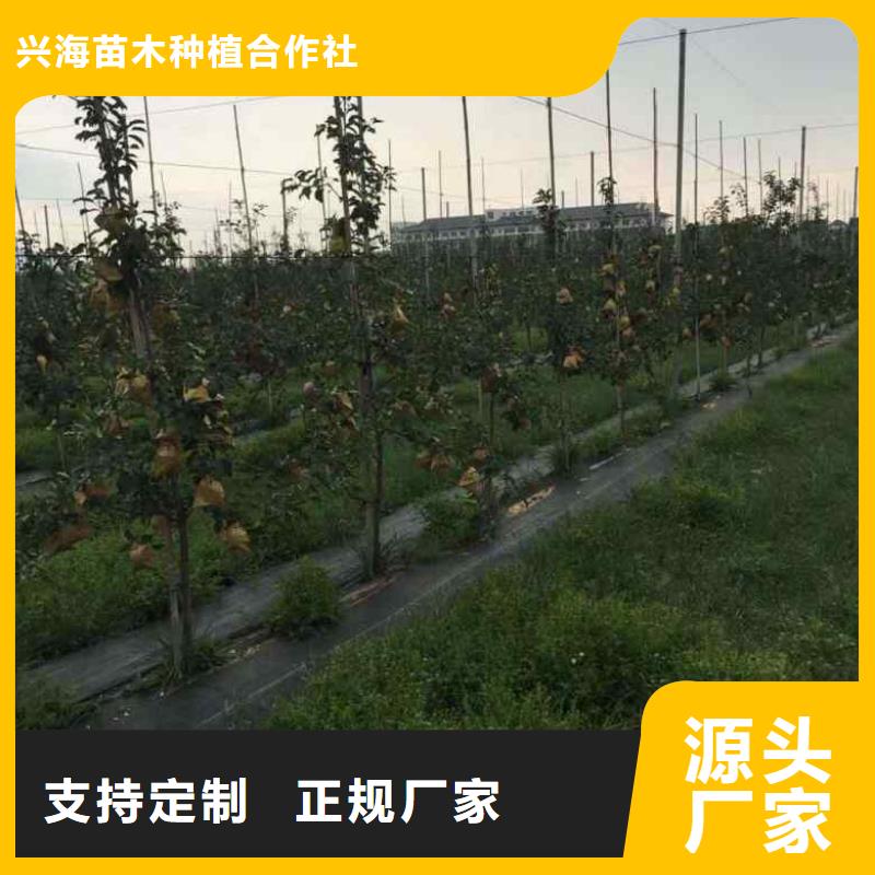 苹果苗蓝莓苗品牌专营