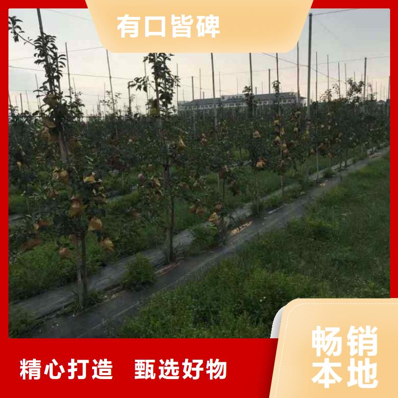 苹果苗,【板栗苗】支持大小批量采购