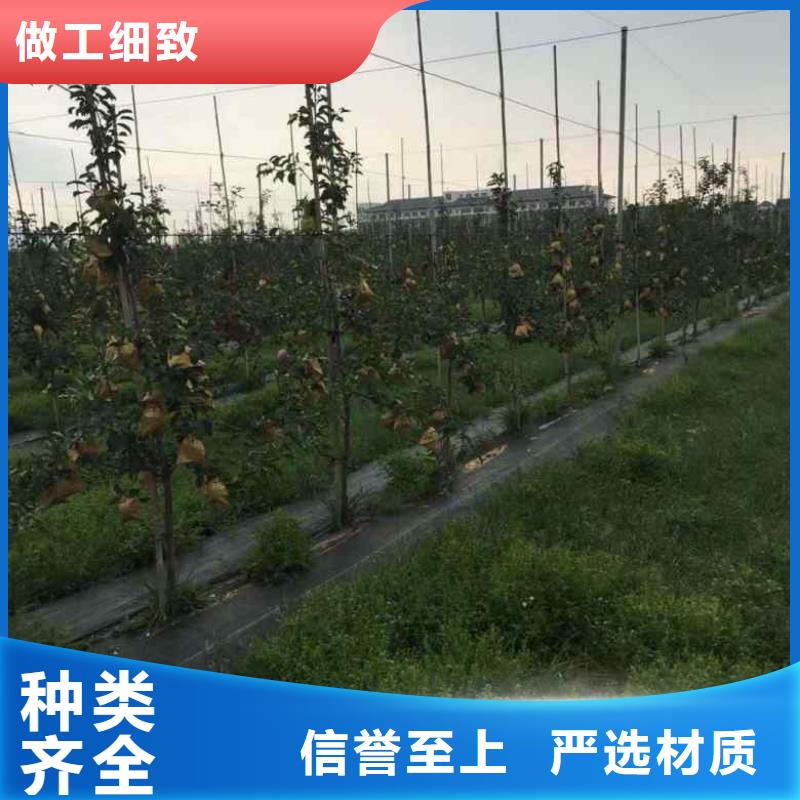 【苹果苗】-桃树苗0中间商差价