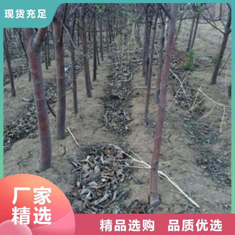 苹果苗-葡萄苗口碑好实力强