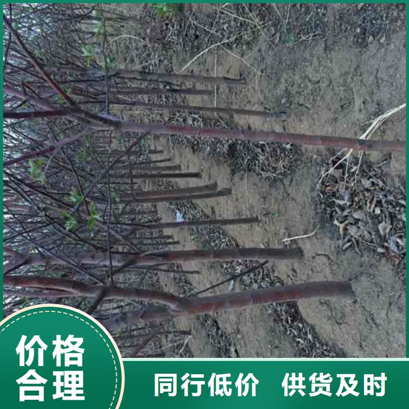 【苹果苗梨树苗敢与同行比价格】