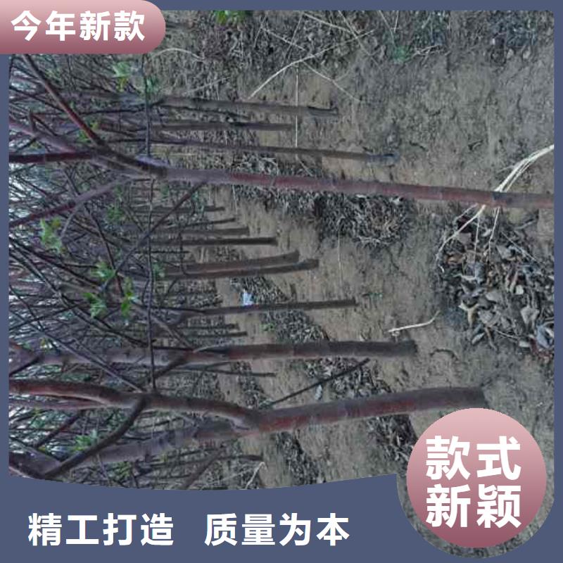 苹果苗-板栗苗用心做产品