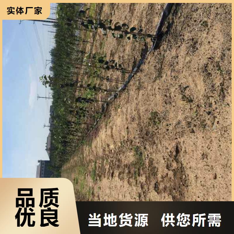 苹果苗板栗苗实力工厂