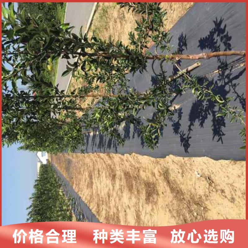 苹果苗桃树苗出厂严格质检