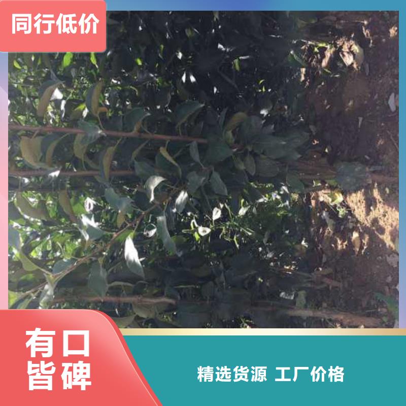 苹果苗-葡萄苗口碑好实力强