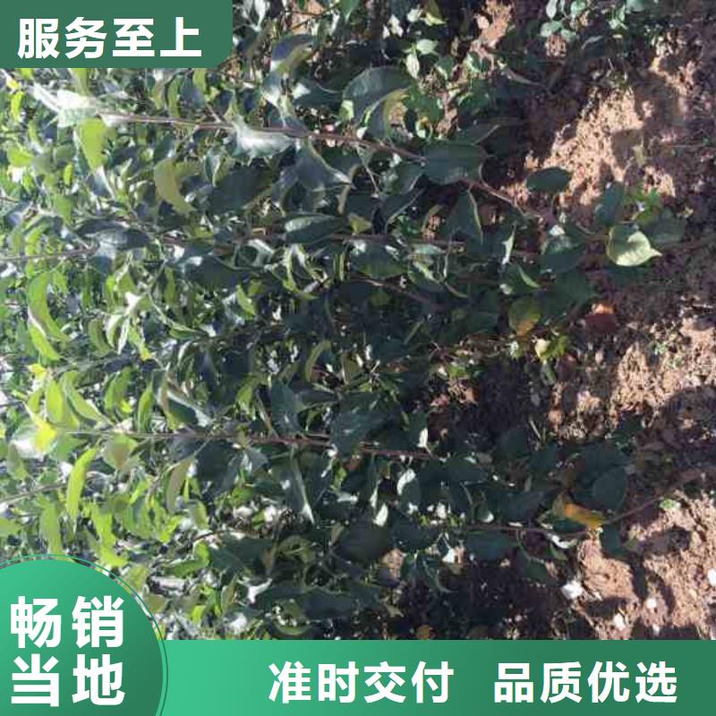 【苹果苗桃树苗做工精细】