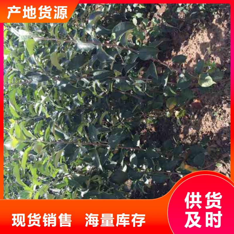 【苹果苗】-桃树苗0中间商差价