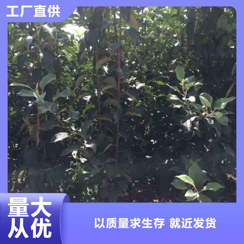 苹果苗板栗苗高质量高信誉