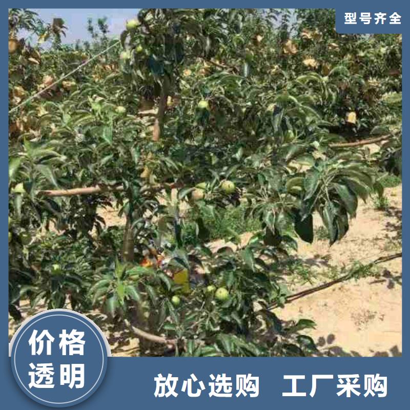 苹果苗-葡萄苗口碑好实力强