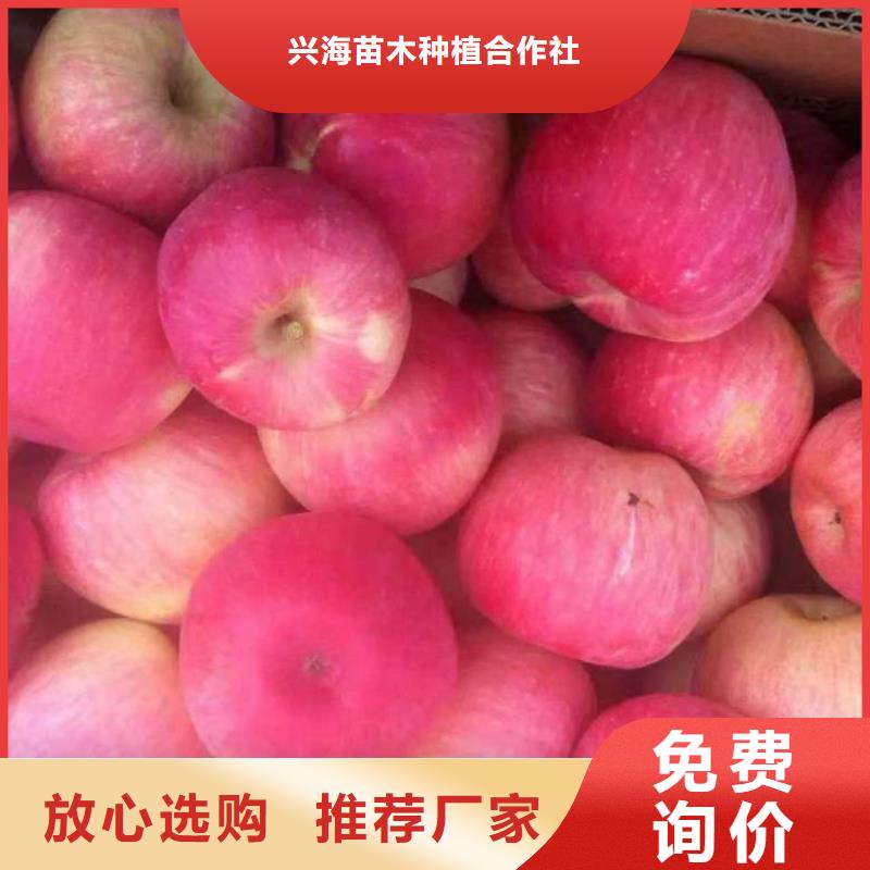 【苹果苗】-桃树苗0中间商差价