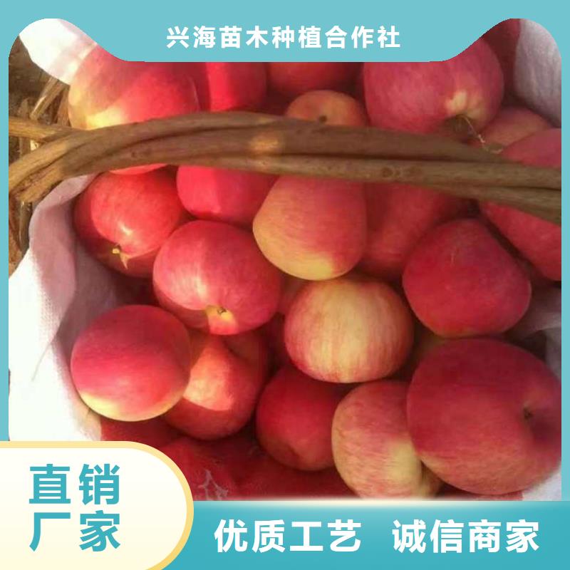 【苹果苗】-桃树苗0中间商差价