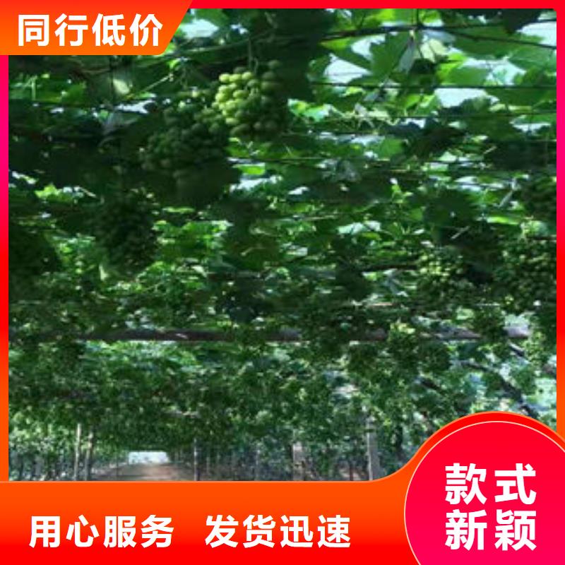 葡萄苗【蓝莓苗】选择我们没错