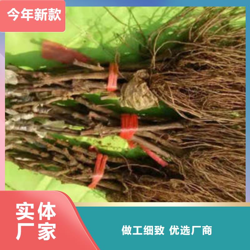 【葡萄苗花椒苗精心推荐】