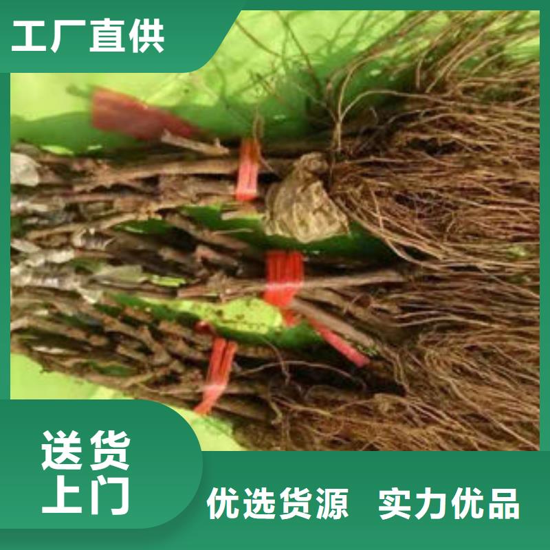 葡萄苗【蓝莓苗】选择我们没错