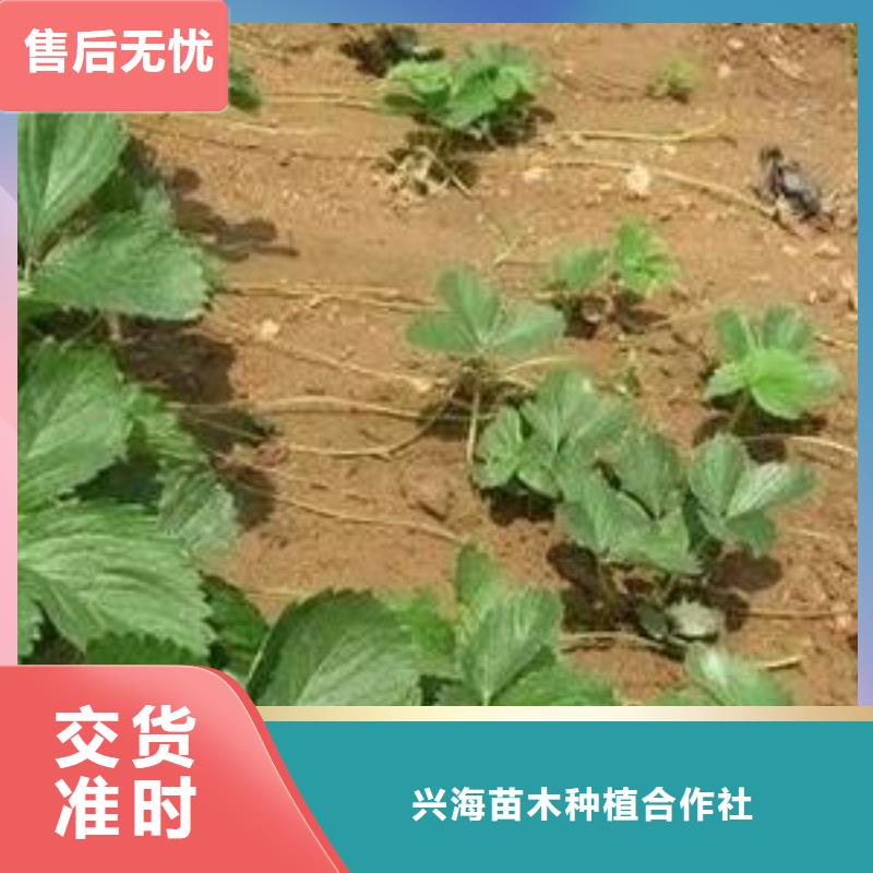 草莓苗【山楂苗】源头厂家直销