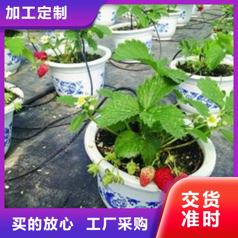 【草莓苗】核桃苗产品细节