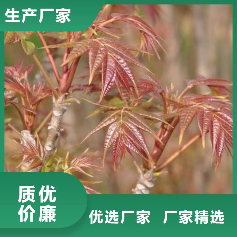 香椿苗花椒苗加工定制