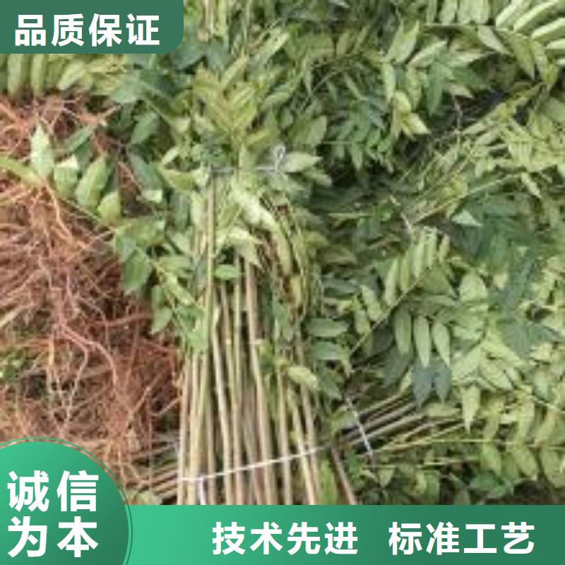 香椿苗核桃苗本地厂家值得信赖