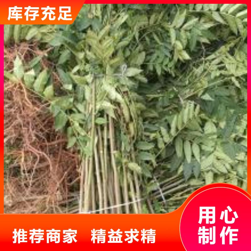 香椿苗-蓝莓苗量大从优