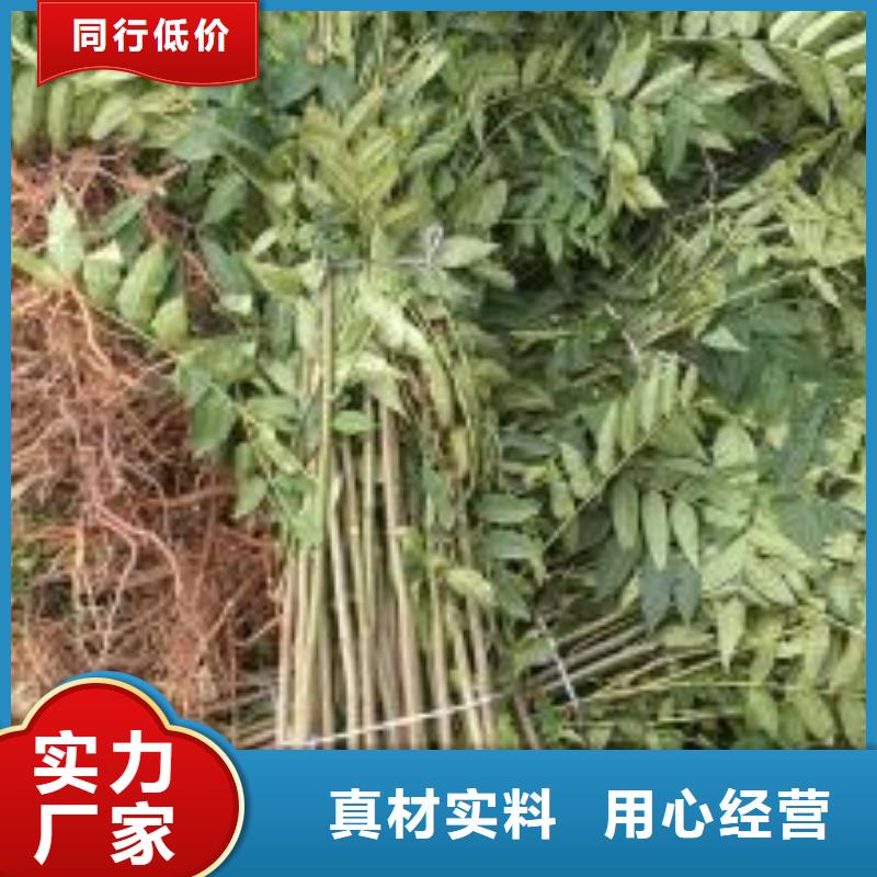 香椿苗蓝莓苗产品优势特点