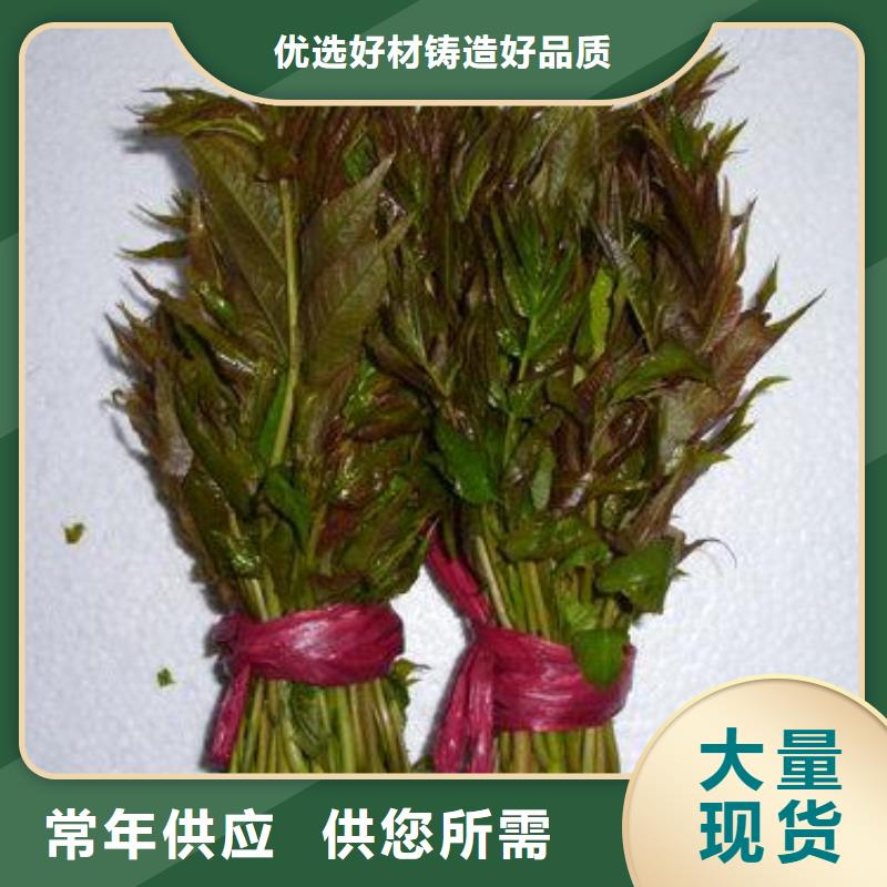 香椿苗_【桃树苗】用心做好细节