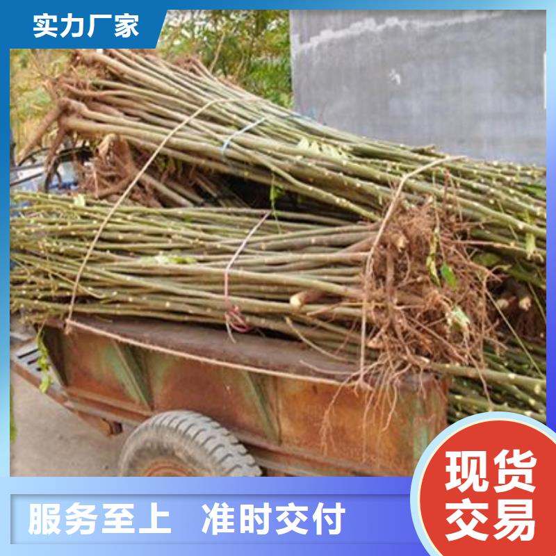 香椿苗花椒苗加工定制