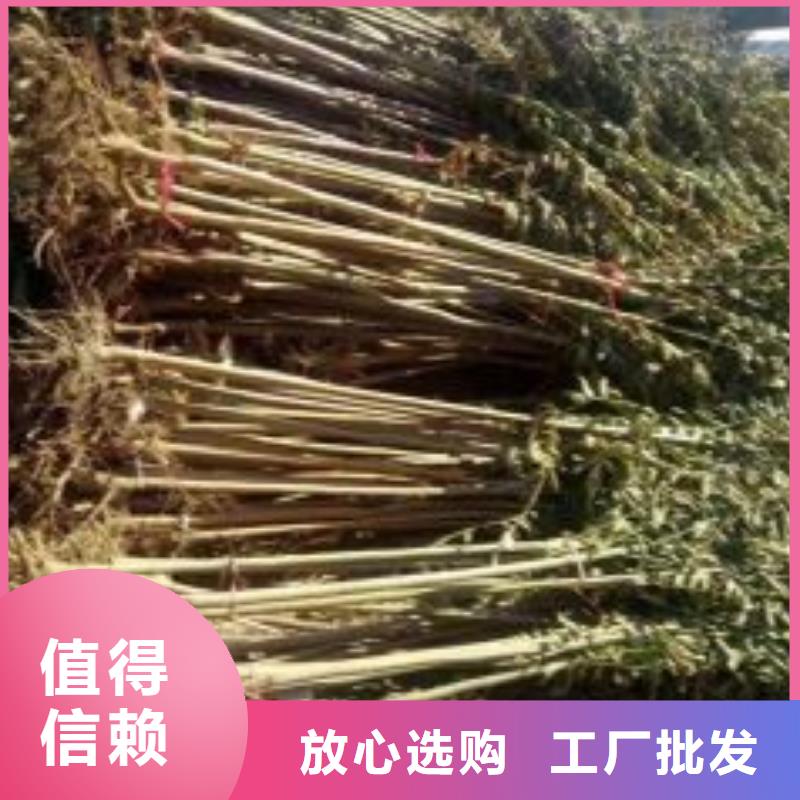 香椿苗【桃树苗】好厂家有担当