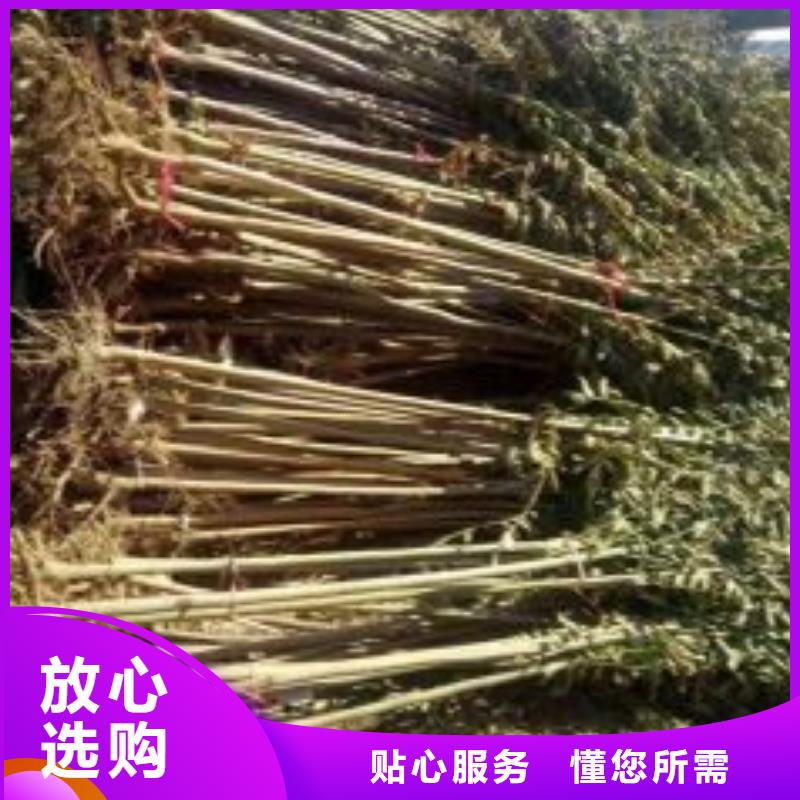 香椿苗花椒苗加工定制