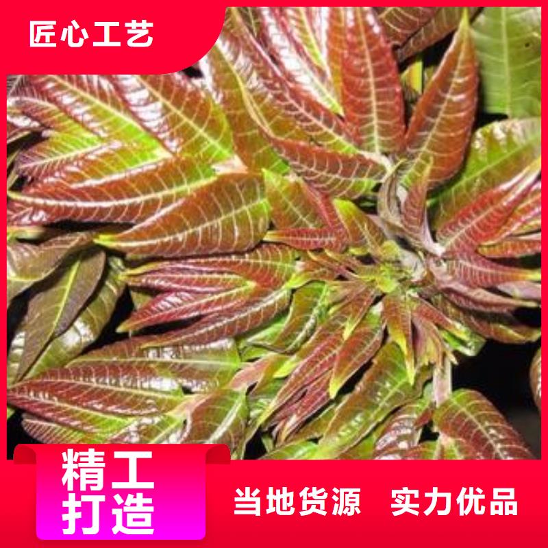 香椿苗【桃树苗】好厂家有担当