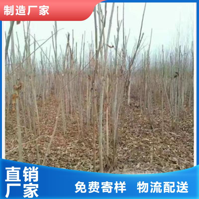 香椿苗【蓝莓苗】质量无忧