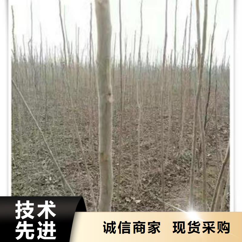 香椿苗山楂苗当日价格