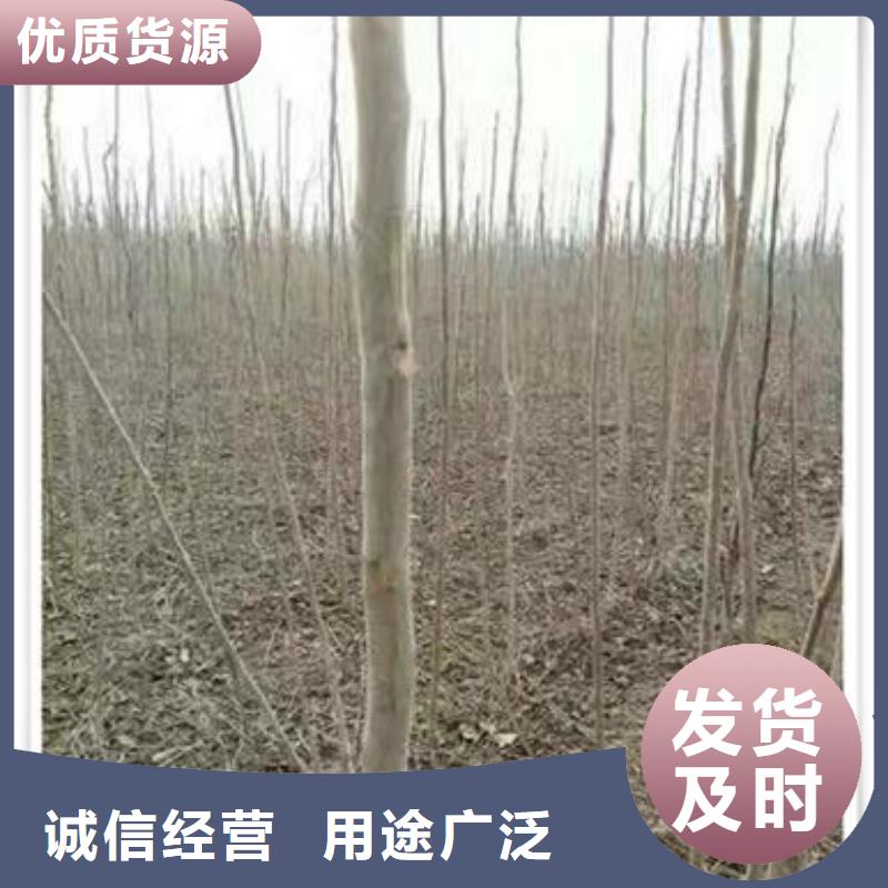 【香椿苗】板栗苗经验丰富质量放心