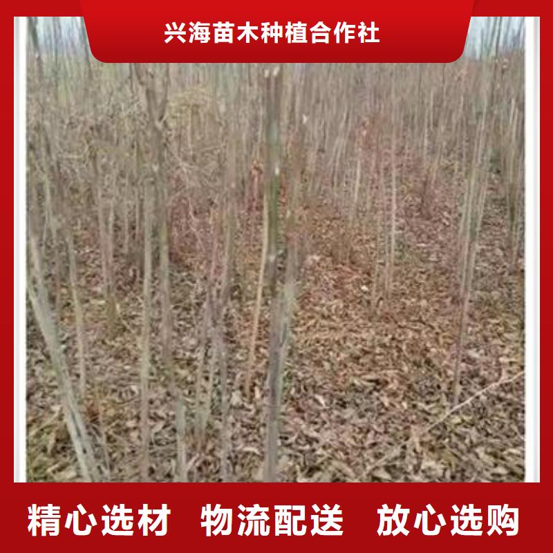 香椿苗-花椒苗实力公司