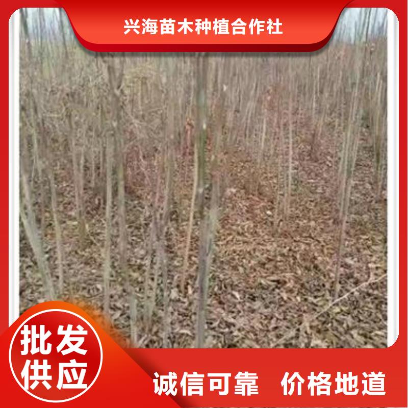 香椿苗桃树苗一站式采购方便省心